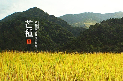 芒種，忙忙栽